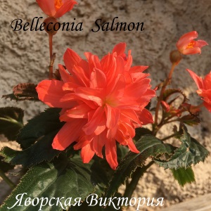  Belleconia Salmon 