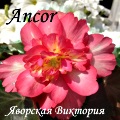  Ancor