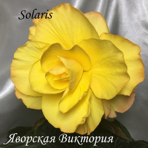  Solaris 