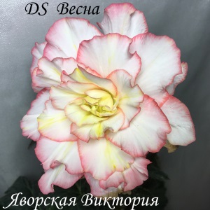  DS  
