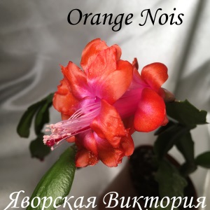  Orange Nois 