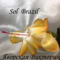  Sol Brazil