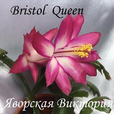  Bristol Qween 