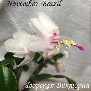  Novembro Brazil 