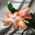  Carnival Lights