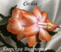  Cecilia