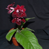 Стрептокарпус DS-Кровавая Роза 411