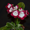 Стрептокарпус Fleischle Roulett Cherry