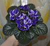 Фиалка Rhapsodie Cora
