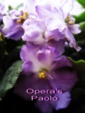 Фиалка Opera's Paolo