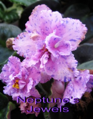  Neptune's Jewels 