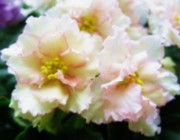Фиалка Sunkist Rose