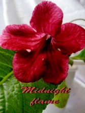 Стрептокарпус Midnight flame