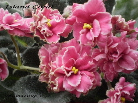  Island Coral ( ) 
