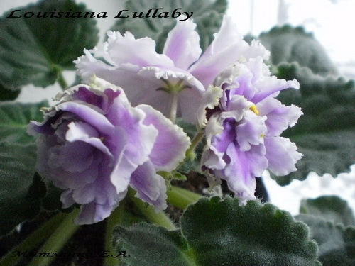  Louisiana Lullaby ( ) 