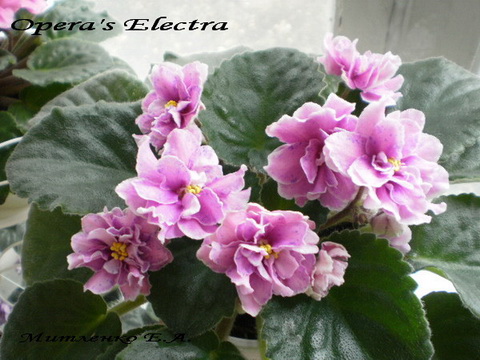  Opera's Electra (  