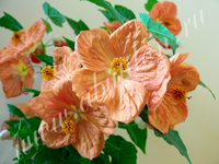   Bella Apricot Shade 