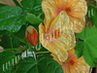   'Kirsche Orange'