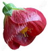  Abutilon 'Feuerwerk' 