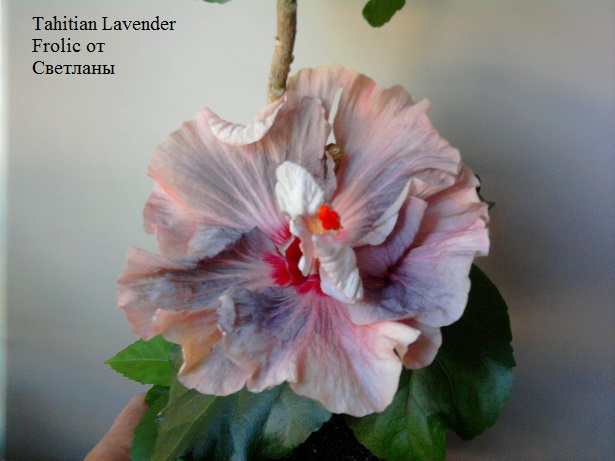  Tahitian Lavender Frolic 