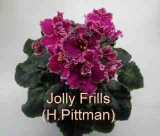  Jolly Frills