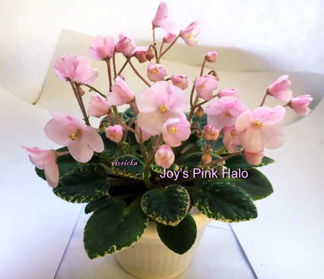  Joy´s Pink Halo 