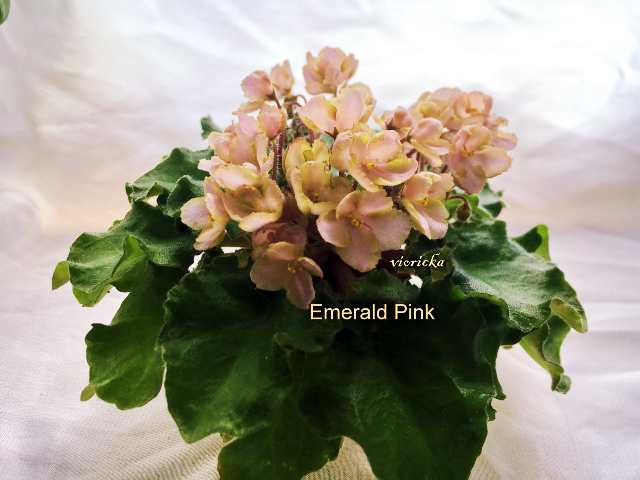  Emerald Pink 