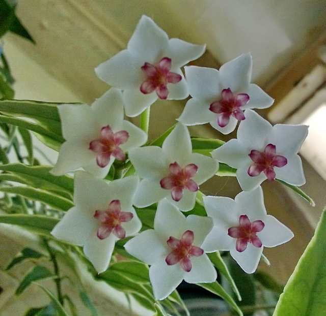  Hoya Bella var 