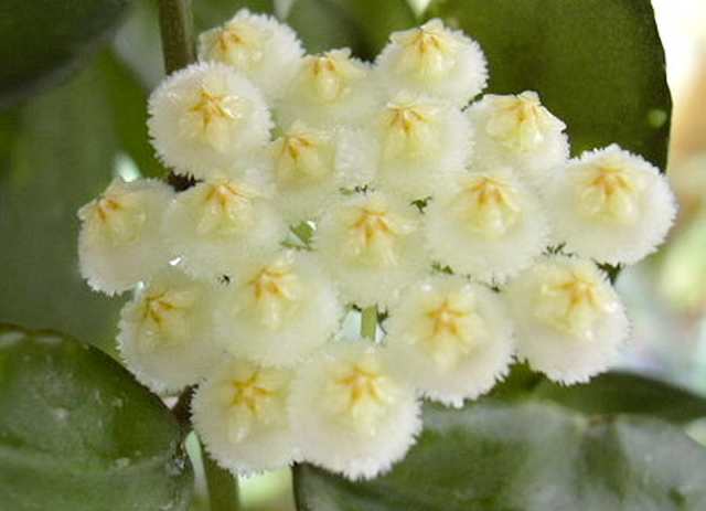  Hoya Lacunosa Bold 