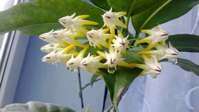  Hoya Multiflora 