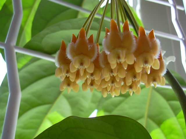  Hoya Lasiantha 