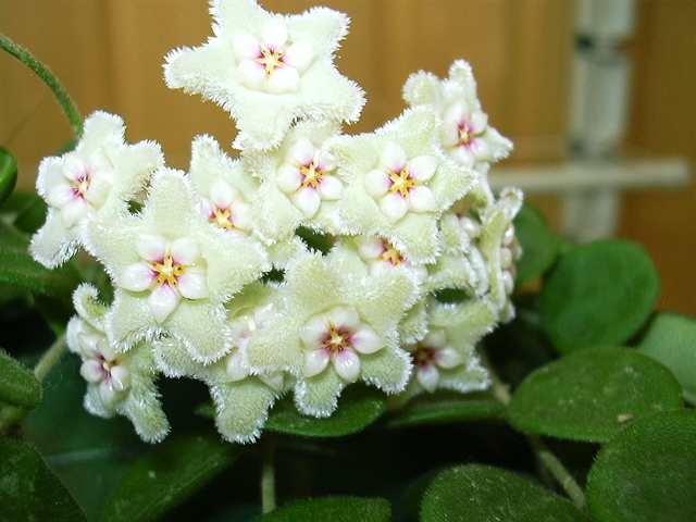  Hoya Serpins 