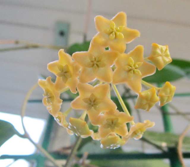  Hoya Dischorensis 