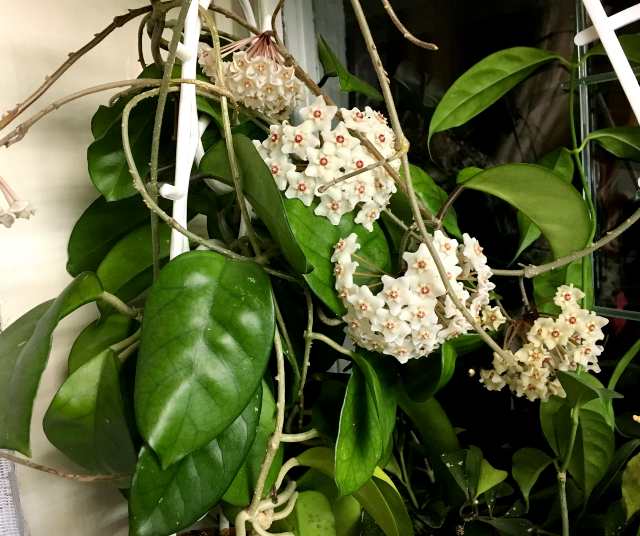  Hoya Fungii 