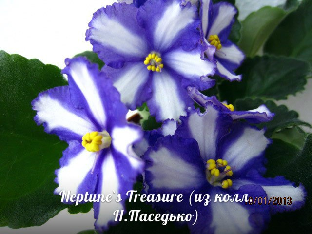  Neptune`s Treasure 