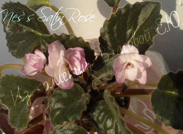  Ness Satin Rose 