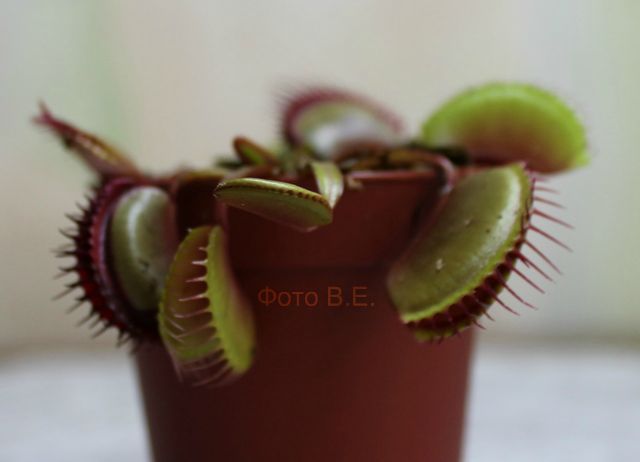   Dionaea muscipula 