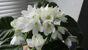Фиалка ЛЕ-Предвесник Весны