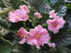Фиалка Ness' Forever Pink