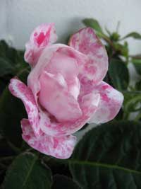 Глоксиния Rokokko Pink
