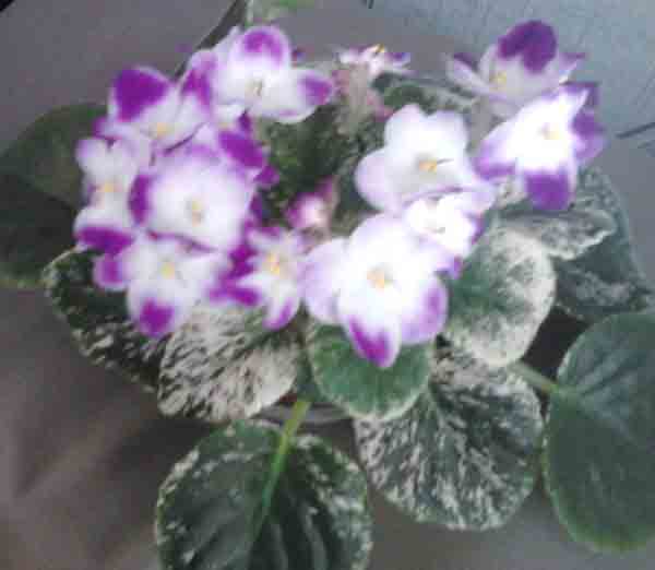  Sugar Plum Dream 