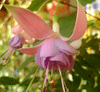 Фуксия Cliantha