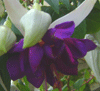 Фуксия Deer Purple
