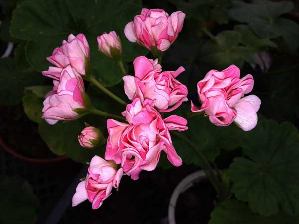  Swanland Pink (Australien Pink Rosebud) 