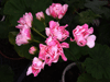  Swanland Pink (Australien Pink Rosebud)