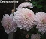 Северянка