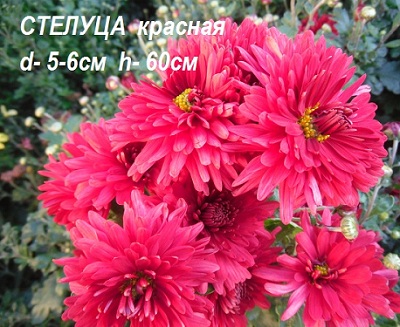 Хризантема Стелуца красная