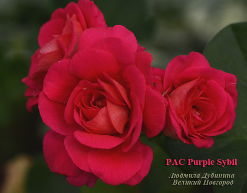  PAC Purple Sybil 