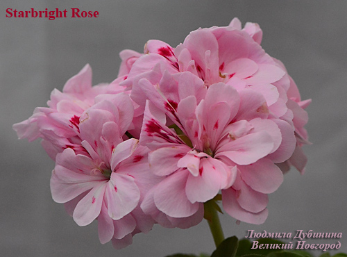  Starbright Rose 