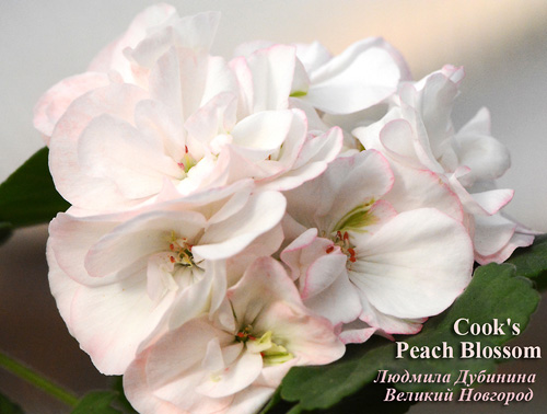  Cook's Peach Blossom 